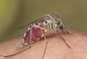 desinsectisation moustiques