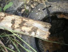Extermination termites